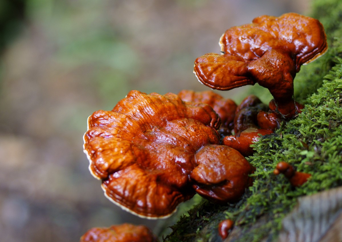 Экстракт из четырех видов гриба Рейши